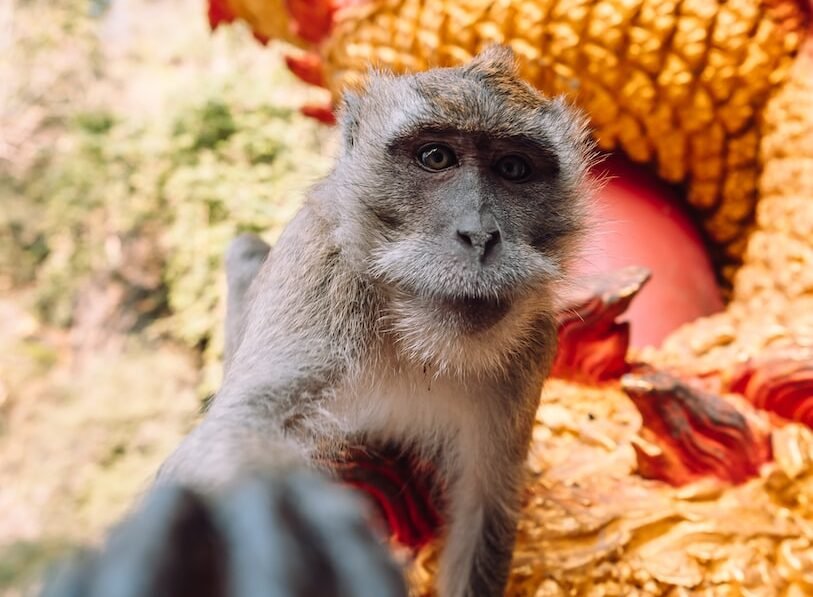 a monkey sitting on top of a golden statue